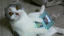 Chat joueur