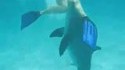 Nager avec un dauphin