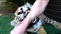 Il arrache une dent de lait à un tigre