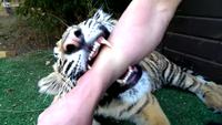 Il arrache une dent de lait à un tigre