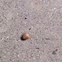 Mais je vous jure qu’il était là . 