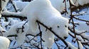 Ours des neiges