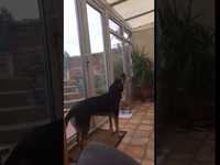 Ce chien chante mieux que 67,3% de la population