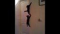 Spider-Cats