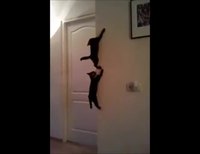 Spider-Cats