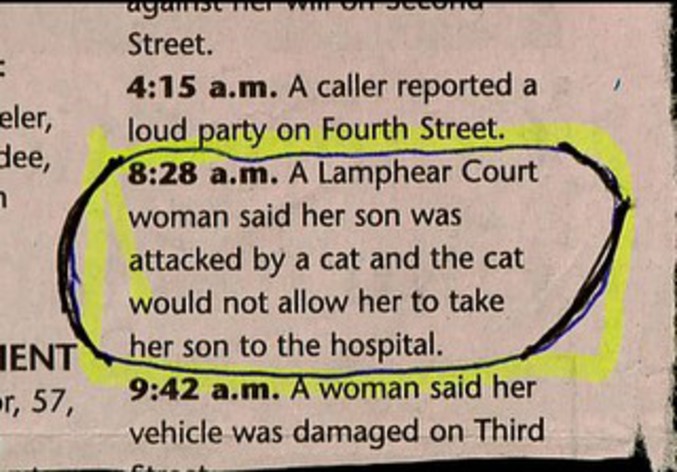Un chat a empêché une femme de se rendre à l'hôpital auprès de son fils.