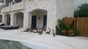 Invasion de micro-diplodocus