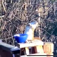 Peut être un peu fermenté les graines .