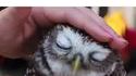 Un Hibou qui aime les caresses