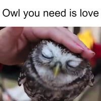 Un Hibou qui aime les caresses