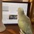 Un perroquet sur youtube