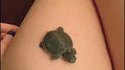 Tortue maligne