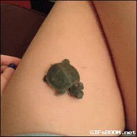 Tortue maligne
