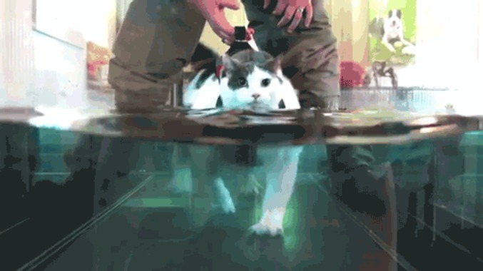 Solution pour chat obèse