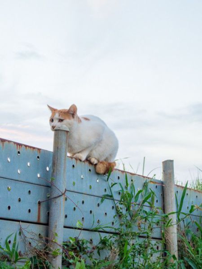 Un chat avec un support de tête.