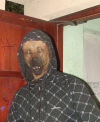 Bad dog
