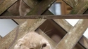Chat à la claustra