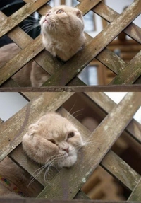 Chat à la claustra