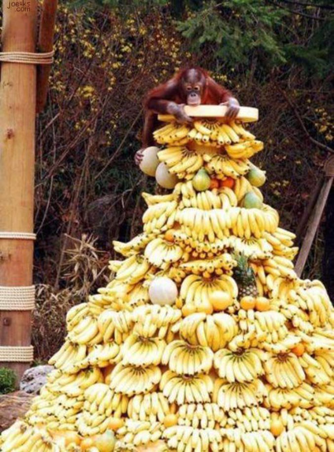 Un beau tas de bananes