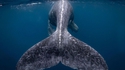 Photo gagnante du concours National Geographic 2018