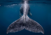 Photo gagnante du concours National Geographic 2018