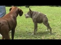quasi modo, le chien le plus laid du monde