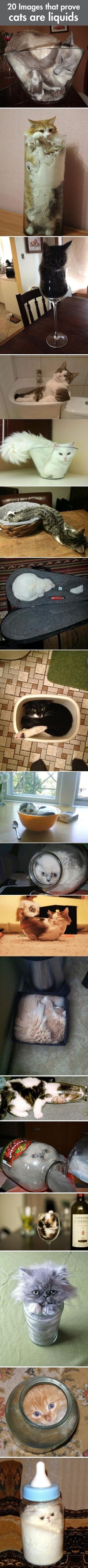 Les chats sont liquides