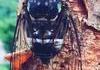 Cicada 