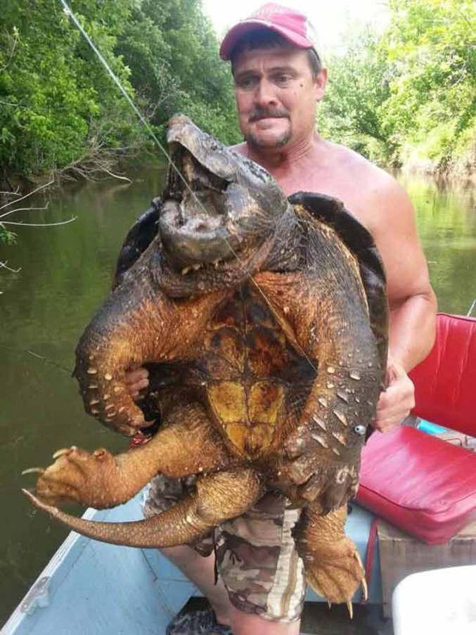 La tortue a été relâché après la photo. Oklahoma/USA
http://www.news9.com/story/25504670/facebook-photo-of-huge-lake-eufaula-snapping-turtle-goes-viral