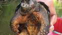 Impressionnante photo d'une tortue alligator