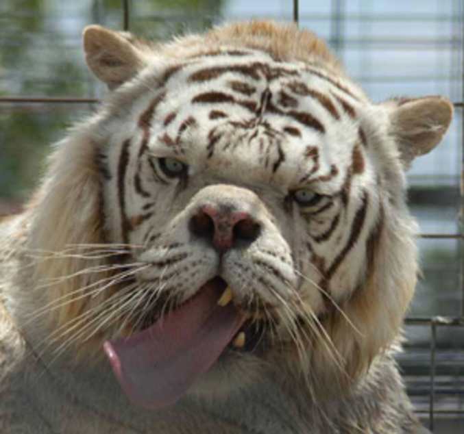 Un croisé Lion-Tigre pas très beau.
