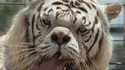 Hybride Lion-Tigre