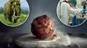 La société Vow spécialiste des viandes cellulaires a fait une boulette de viande de mammouth 