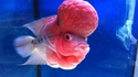Mars Attack contamine nos amis poissons  ? 