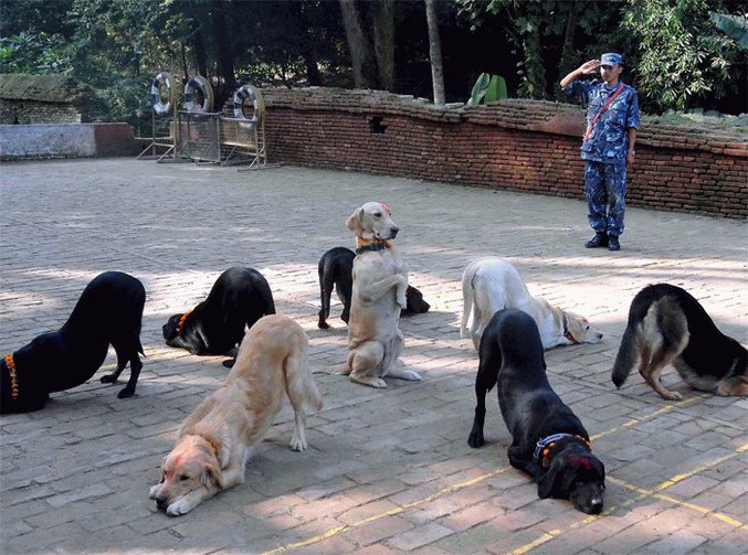 Un bataillon de chiens qui obéit à son chef.