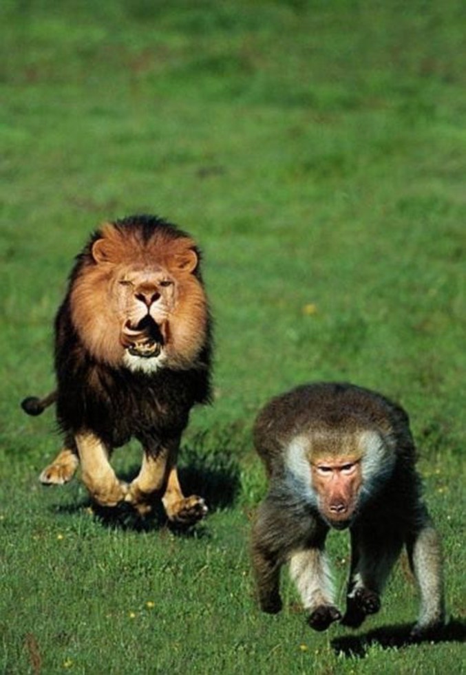 Un singe qui a intérêt à courir vite... Très vite.