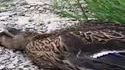 Un canard malin