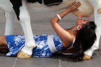 Comment traire la vache pour le lait du matin