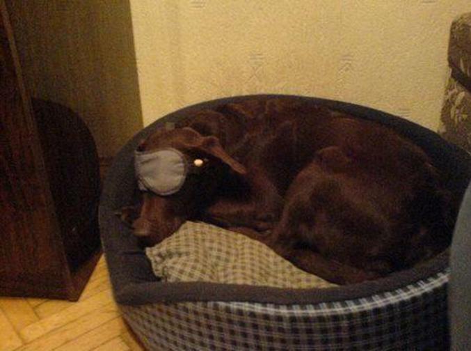 Un chien qui porte un masque pour les yeux pour mieux dormir.