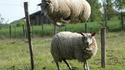Saute-mouton