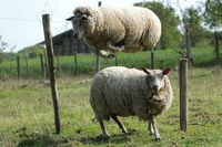 Saute-mouton