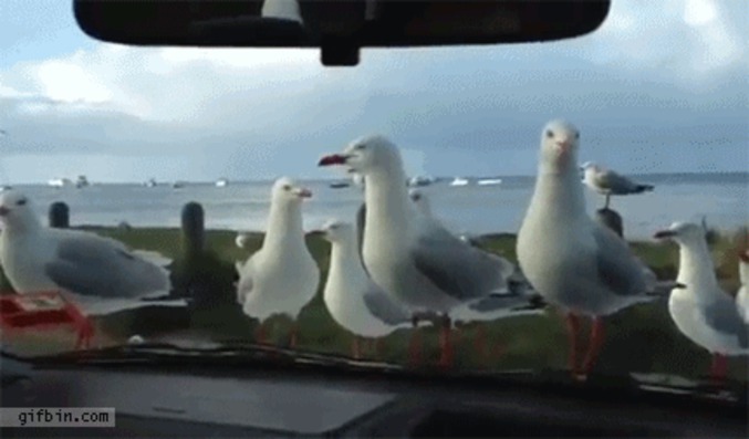 Troller les mouettes