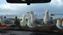 Troller les mouettes