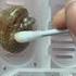 Reproduction de pogona vitticeps