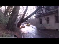 Tree falls directly on an oncoming Daewoo Lanos 