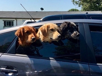Une brochette de chiens