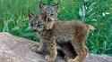 Des bébés lynx