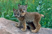 Des bébés lynx