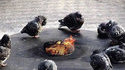 Oiseaux frileux
