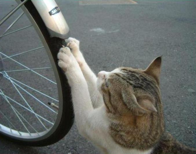 Un chat fait ses griffes sur roue de vélo, pourquoi pas lui apprendre à le faire sous une roue de voiture ?